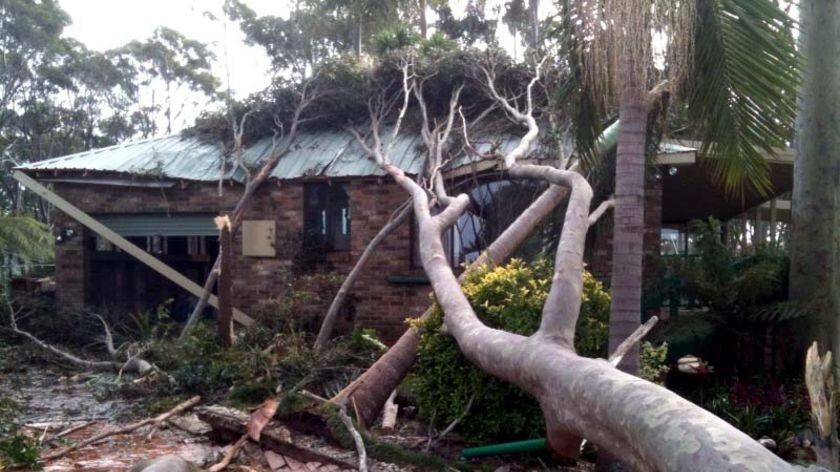 A tree lies on a house in Bermagui