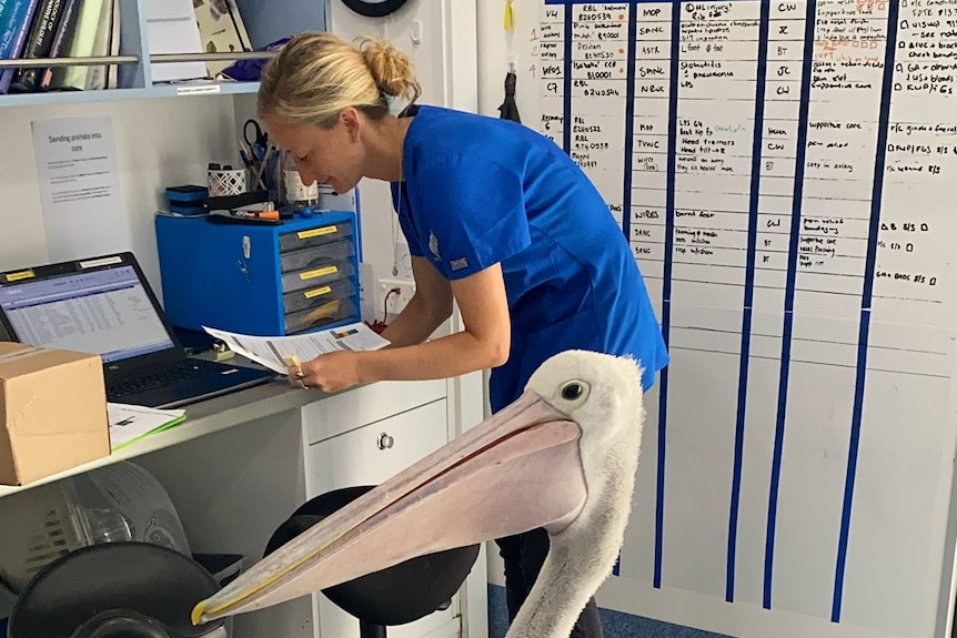 A pelican stands next to a woman who is looking at some paperwork