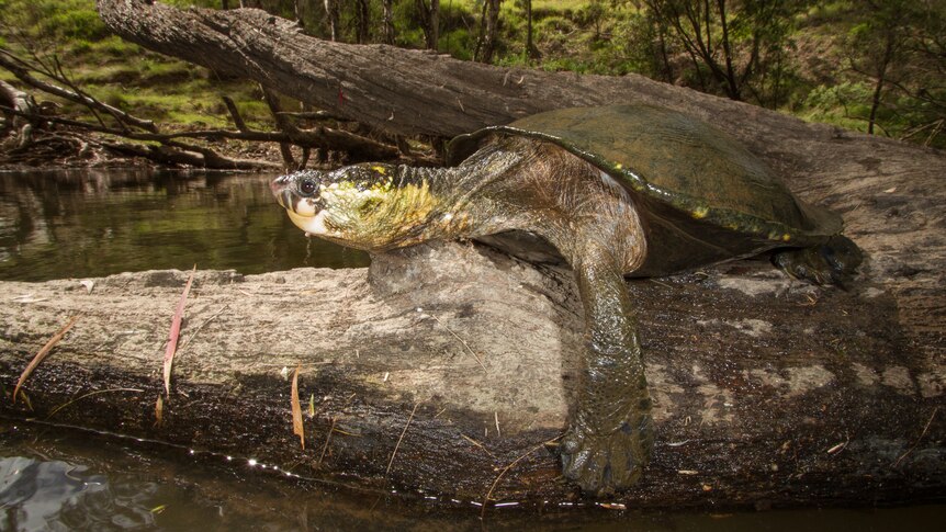 A turtle with a long neck sitting on a log beside a river