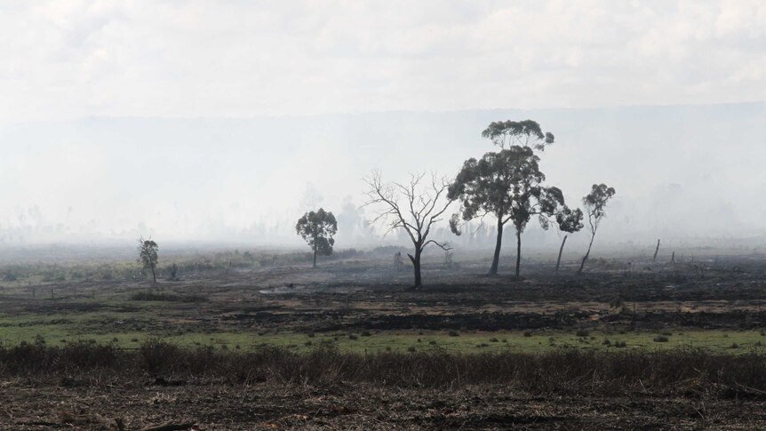 Smoke obscures the horizon at a peat fire, with only a few trees visible in the foreground