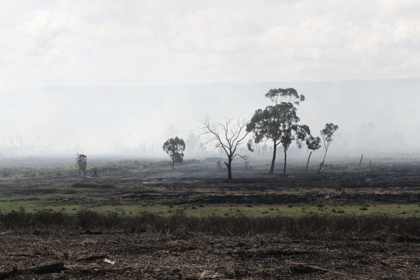 Smoke obscures the horizon at a peat fire, with only a few trees visible in the foreground