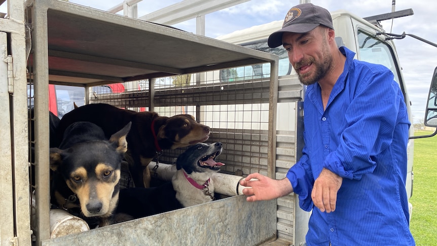 A man in a blue shirt and a cap stands next to a ute full of working dogs.