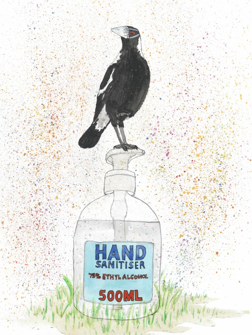 A drawing of a magpie standing on a bottle of hand sanitiser