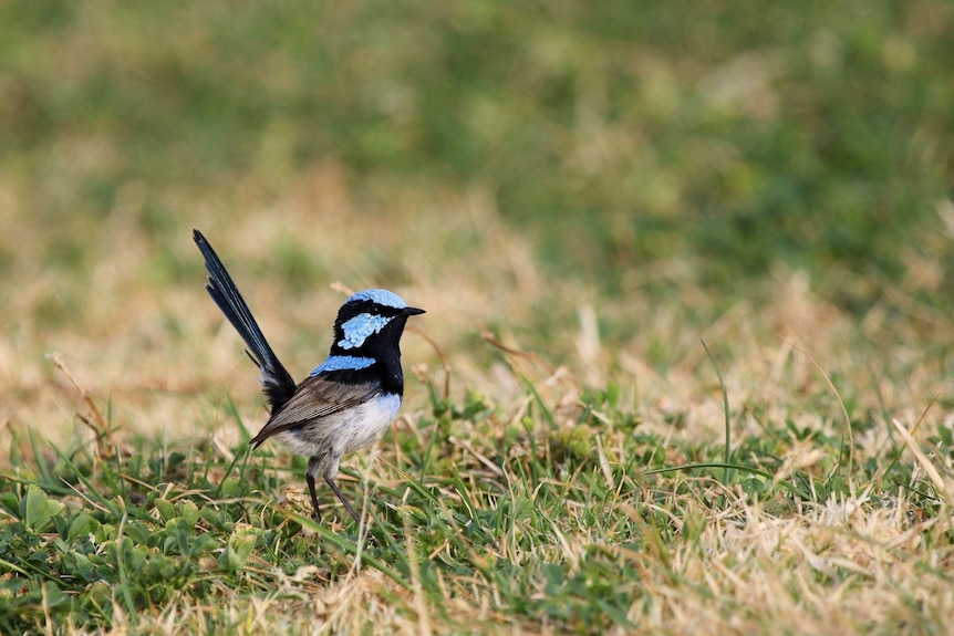 A blue fairy wren on a lawn