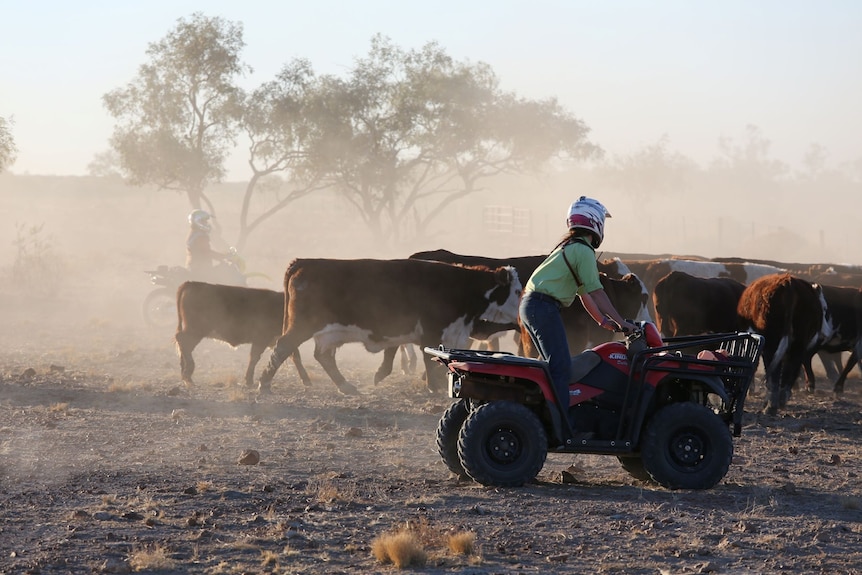A young woman on a four wheel motorbike musters cattle