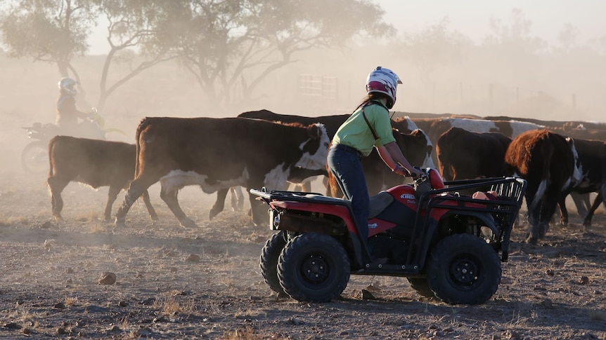 A young woman on a four wheel motorbike musters cattle