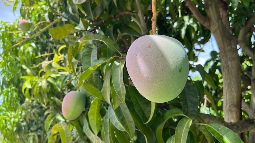 Mango hangs on tree
