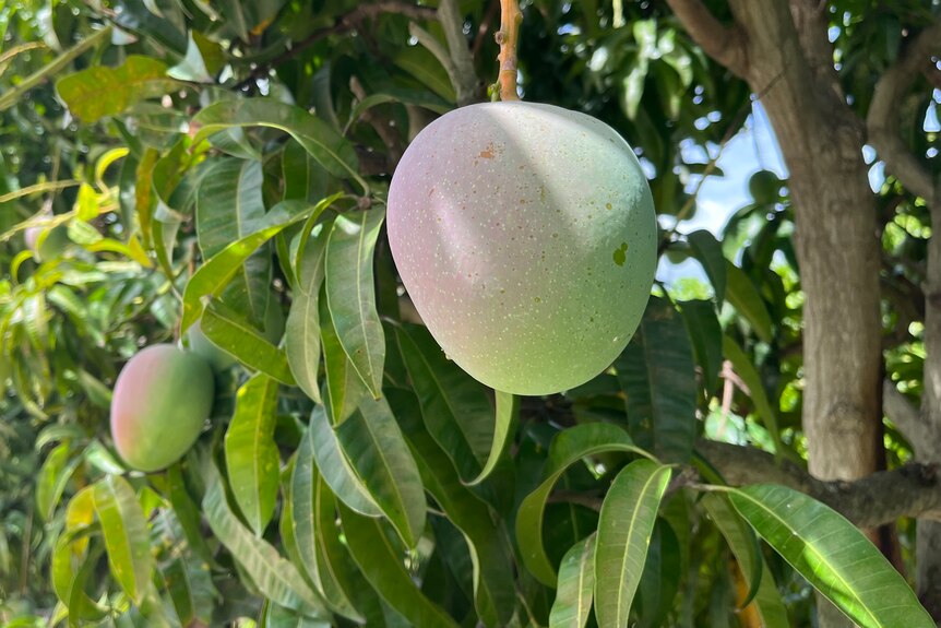 close up of a large mango hanging on a tree