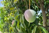 Mango hangs on tree