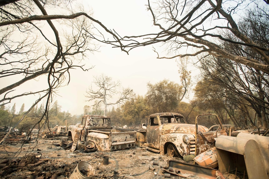 Vintage trucks are burnt white after a wildfire in California. Leaves have been burnt off trees and the branches are scorched.