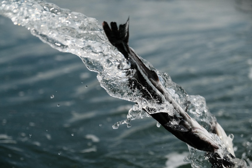 Photo of a fish jumping out of water.
