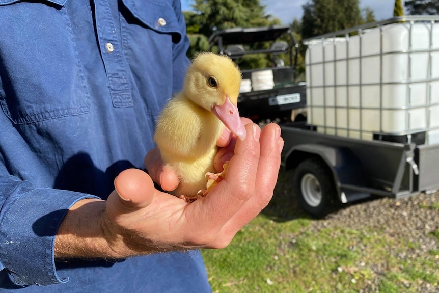 A small yellow duckling, held by a man in a blue shirt 