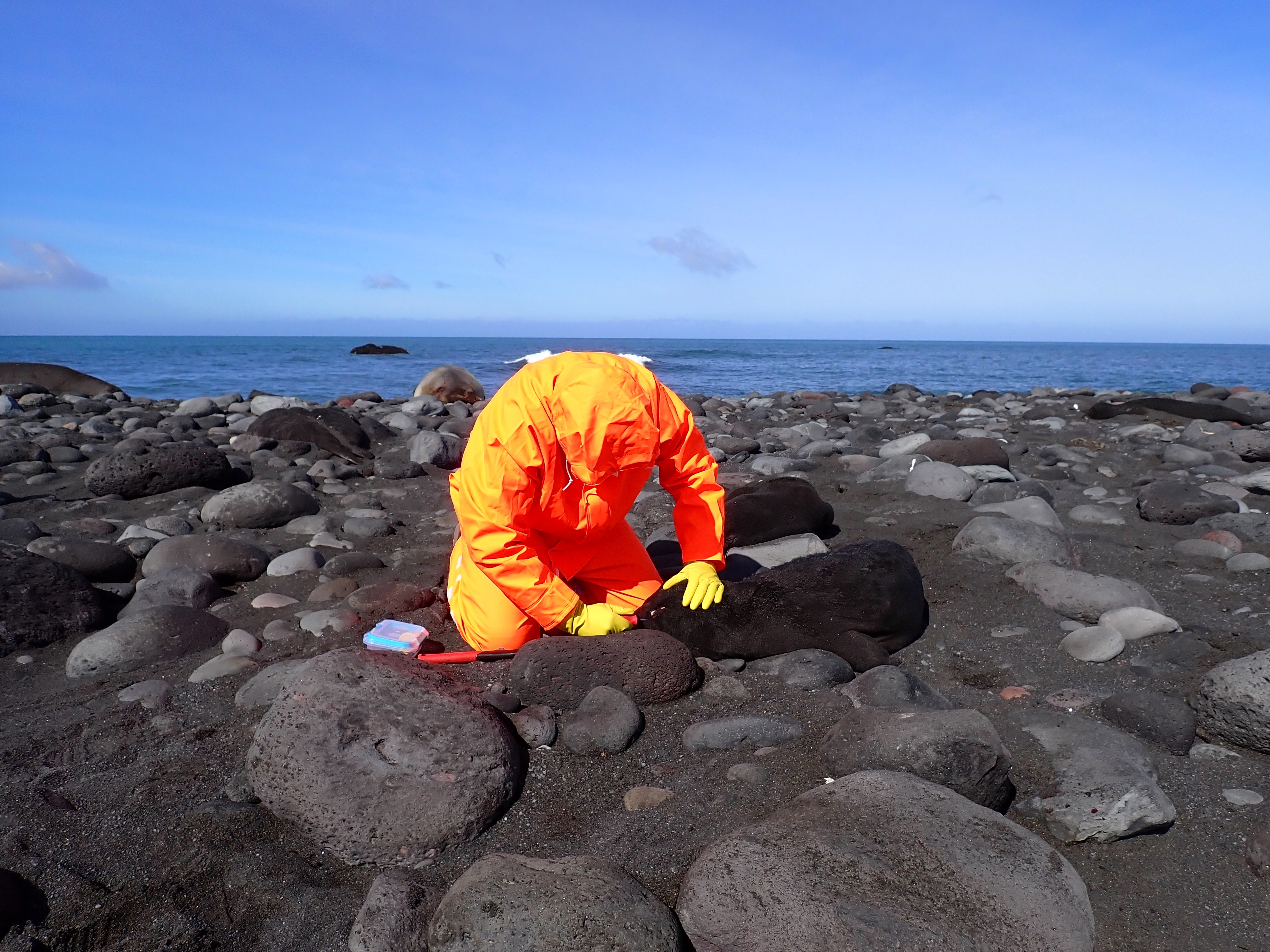 Elefantes marinos en la isla Heard.