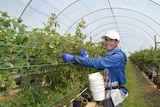 man picking blueberries