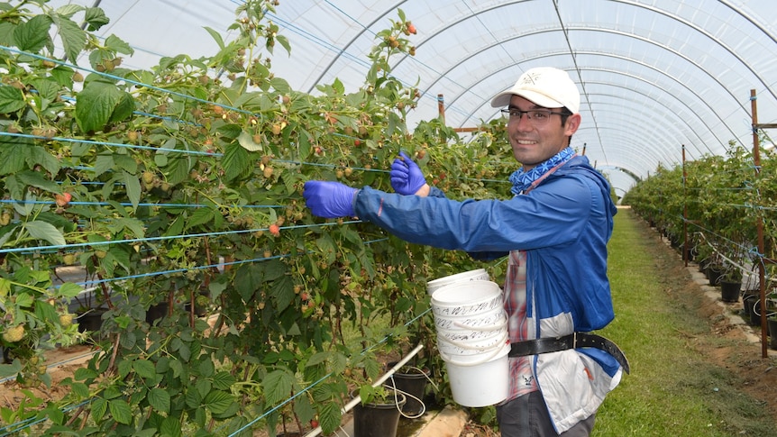 man picking blueberries