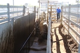 cattle walking into a dipping trench while a man watches on.
