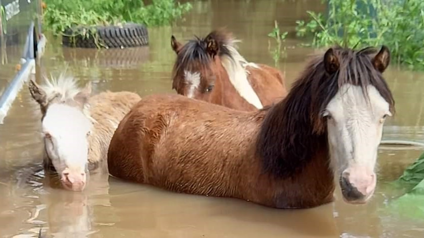Horses and cows stand in floodwater.