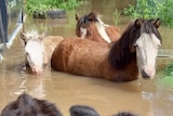 Horses and cows stand in floodwater.