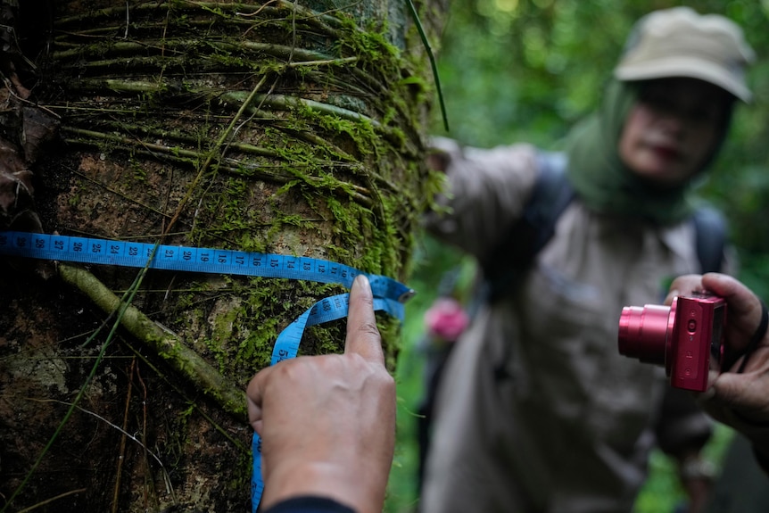 Rangers measure the diameter of a tree during a forest patrol in Indonesia.