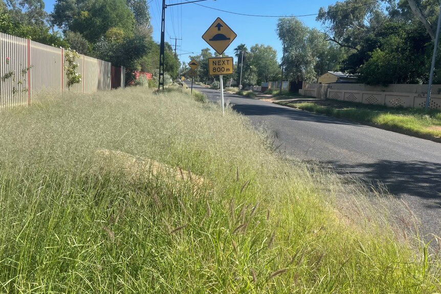 Overgrown verges in Alice Springs