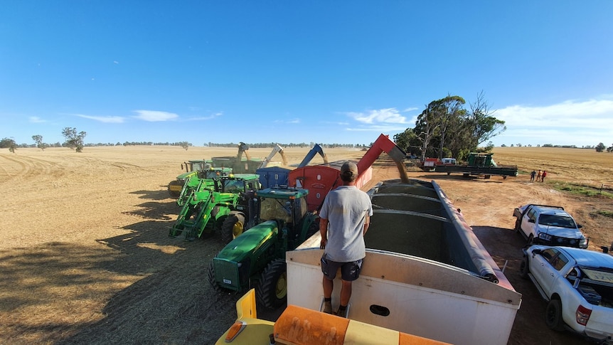 A line up of four tractors and chaser bins unloading grain.