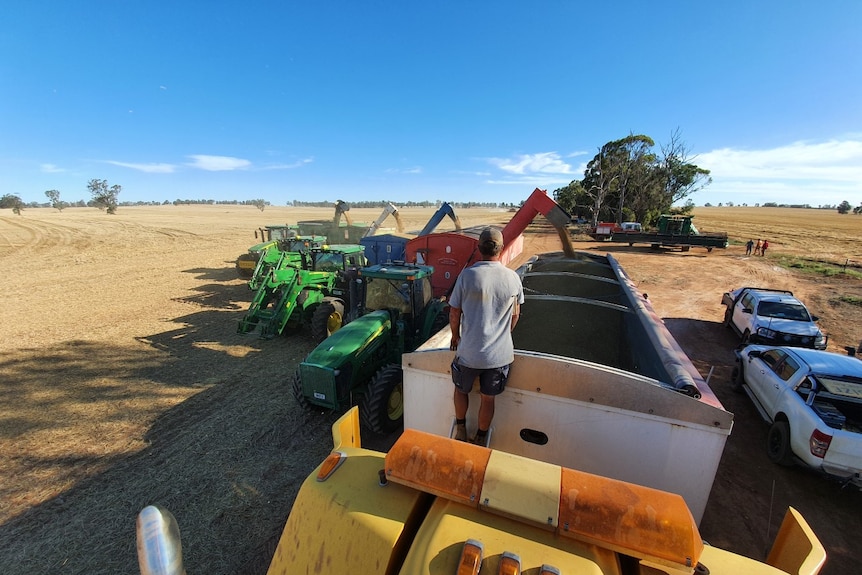 A line up of four tractors and chaser bins unloading grain.