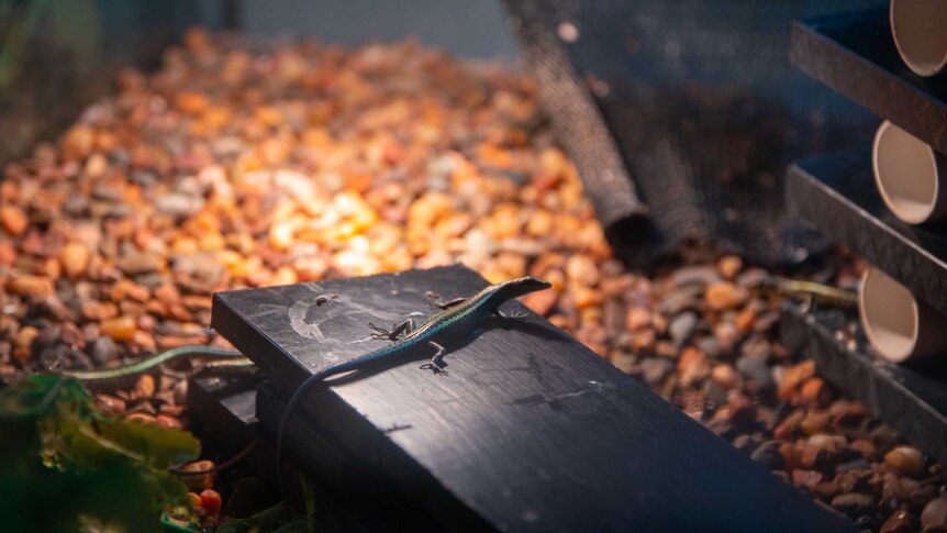 A blue-tailed skink inside an enclosure at Taronga Zoo in Sydney.
