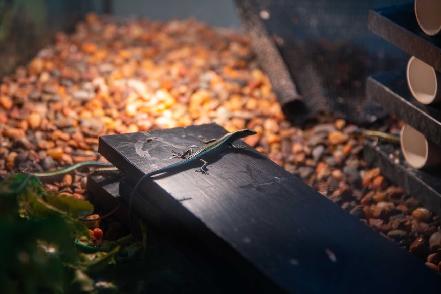 A blue-tailed skink inside an enclosure at Taronga Zoo in Sydney.