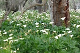 Wide shot of Arum lilies in farmland between Sugarloaf Rock and Leeuwin Lighthouse in WA's South West