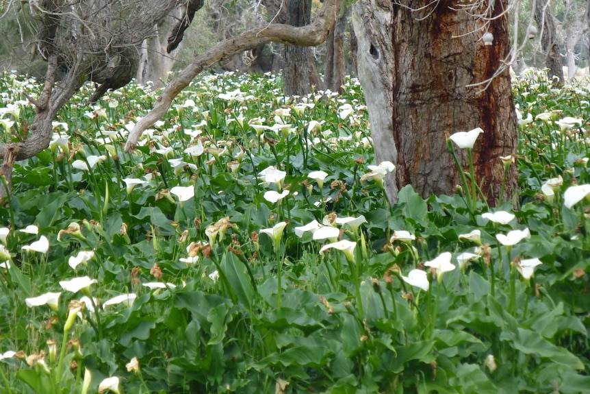 Wide shot of Arum lilies in farmland between Sugarloaf Rock and Leeuwin Lighthouse in WA's South West