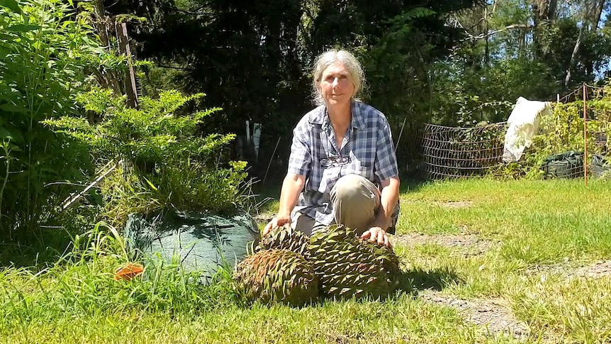 A woman sits with spiky fruit from a large tree.