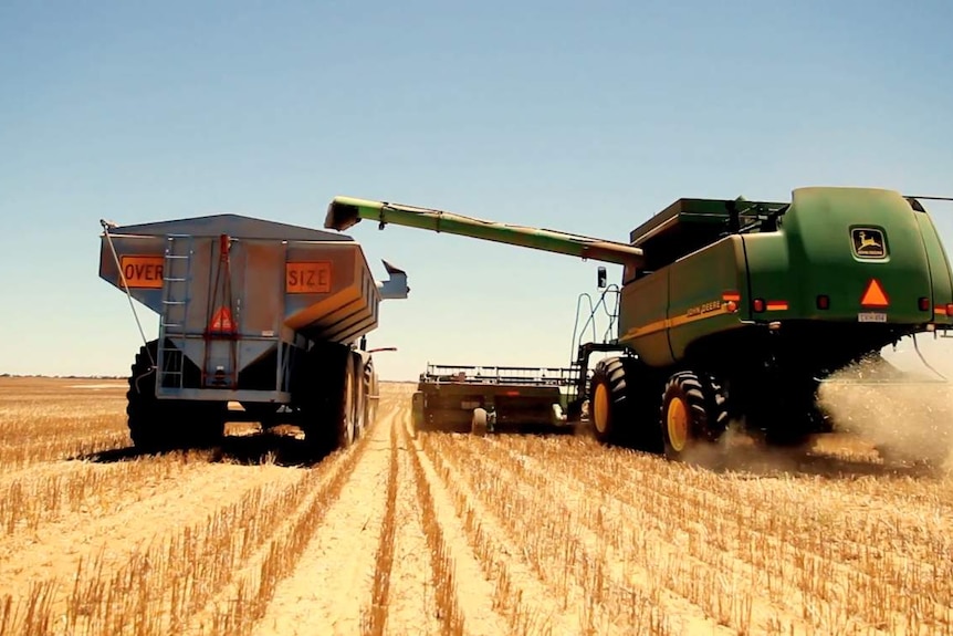 A harvester and a truck reaping a grain crop from a field.
