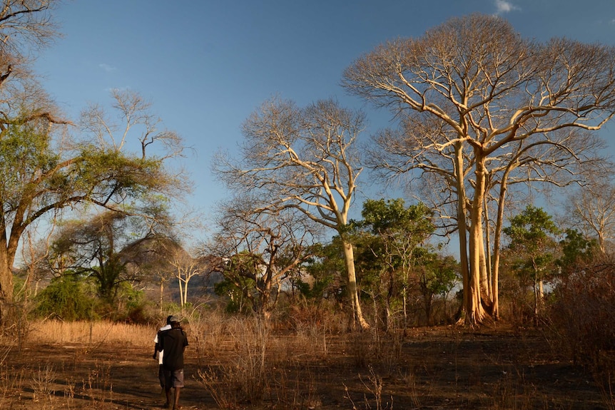 Yao honey-hunters searching for honeyguides in the Niassa National Reserve, Mozambique