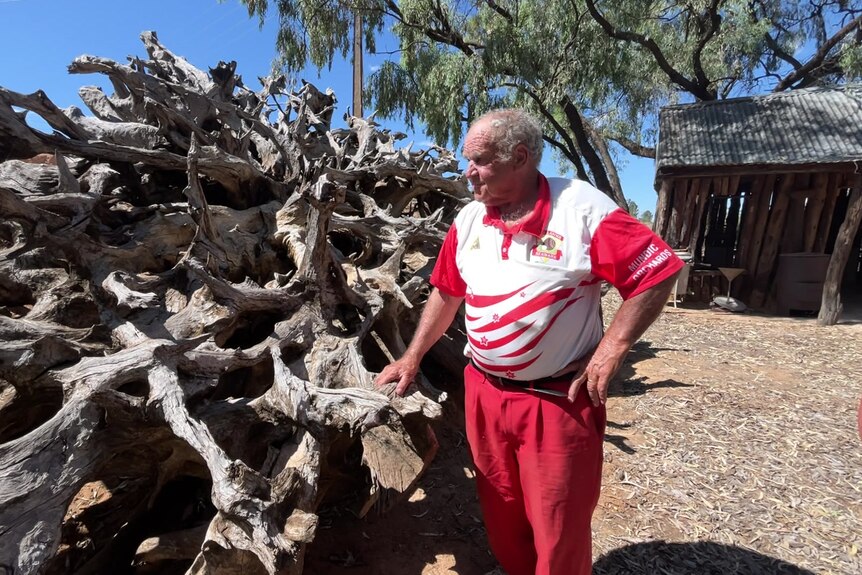 a balding man stands next to a huge river red gum tree's roots.