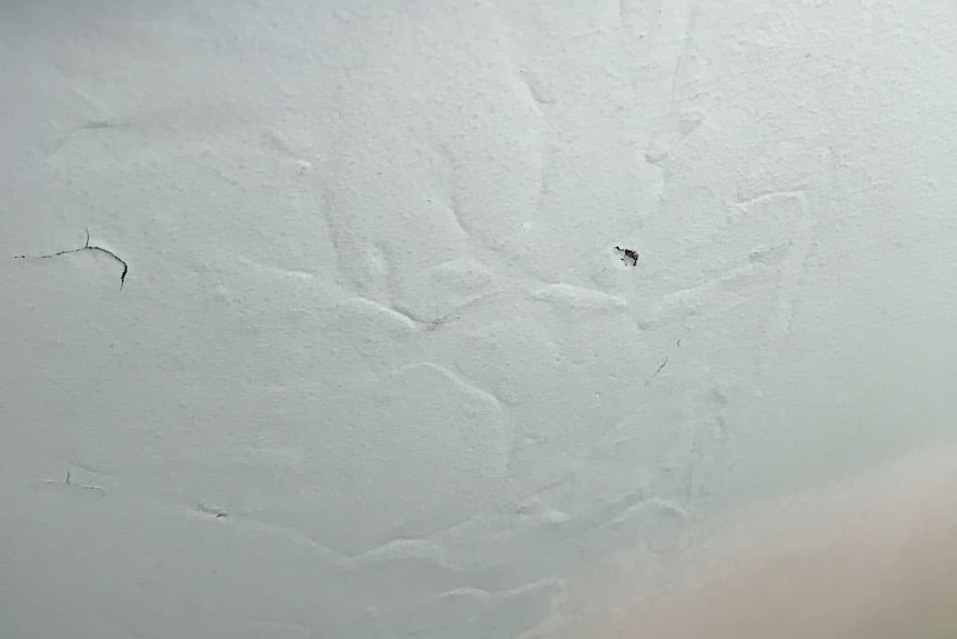 Termite tracks visible under paint.
