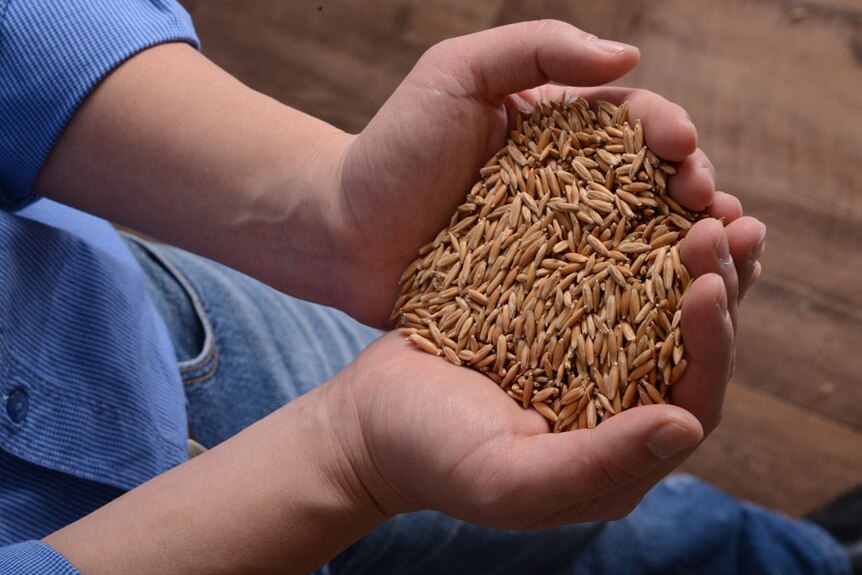 A hand full of unprocessed oats.
