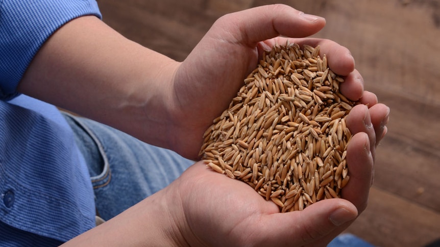 A hand full of unprocessed oats.