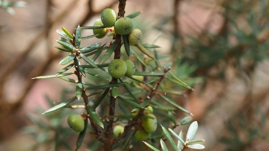 The plant has spiked leaves and small green blueberry-shaped fruit. 