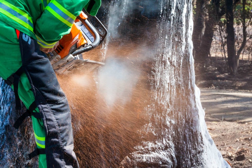 Mick Anzin uses his chainsaw to cut a crevice in to the damaged tree.