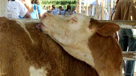 Thai scientists have cloned more than a dozen breeding bulls and cows since 2003 (file photo).