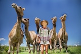 A woman in shorts and a broad brim hat standing in front of five camels in a green grassy paddock