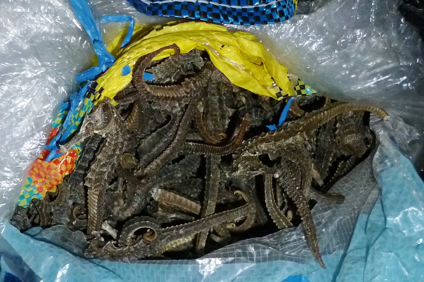 Dozens of seahorses in a bag.
