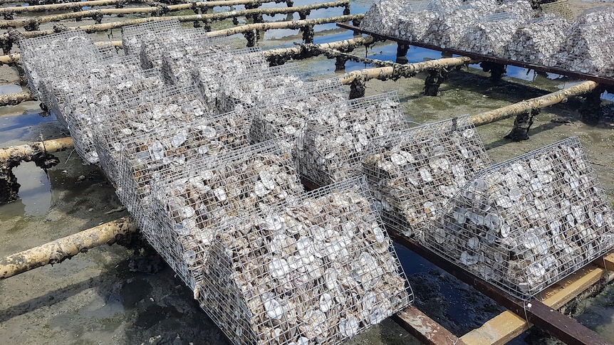 Photo of oyster shells in cages on a rack