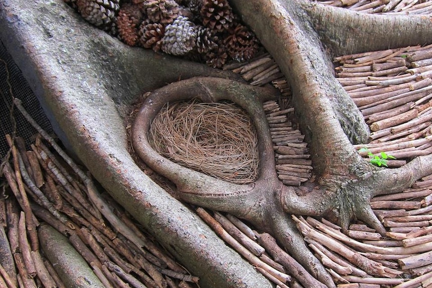 Tree roots with added sticks, pinecones, and dried grass