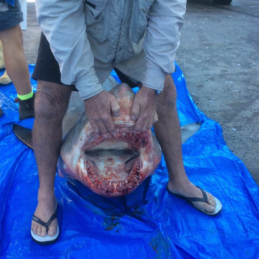 Fisherman holds shark