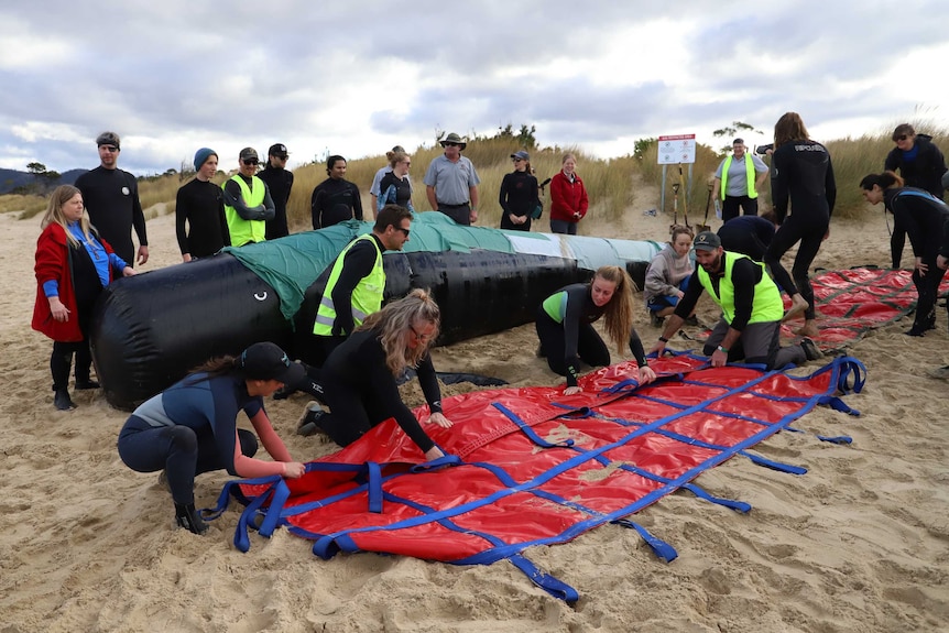Blow up whale on the beach with people folding mat in front
