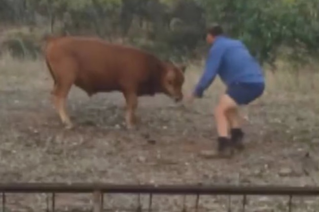 A man plays with a bull in a paddock.