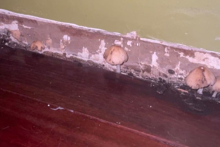 Two mushrooms growing out of floorboards. 