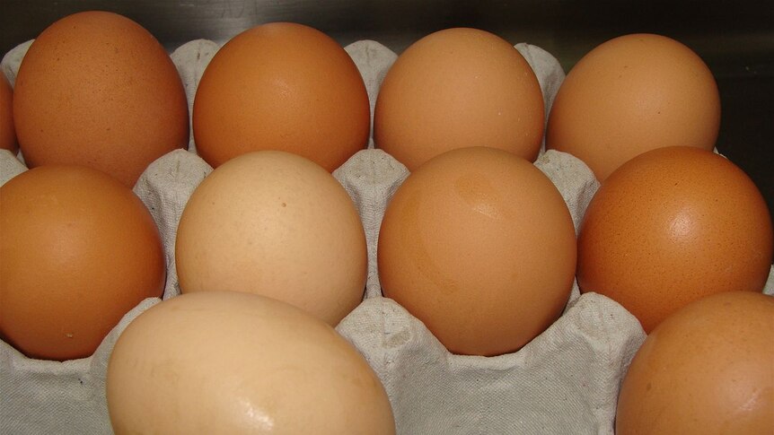 Free-range farm eggs