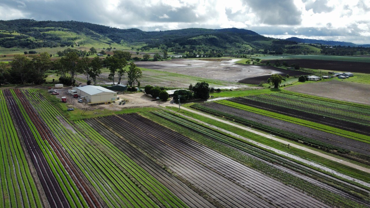 Rows of lettuce wiped out from floods with the scenery of the lockyer valley in the background